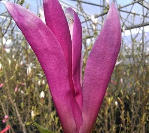 Magnolia liliiflora Susan - Purpur Magnolie Susan - Heilpflanze - Parfümpflanze Größe 80-100 cm