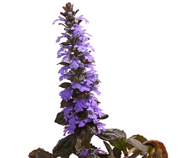 Bio Kriechender Günsel 'Atropurpurea'