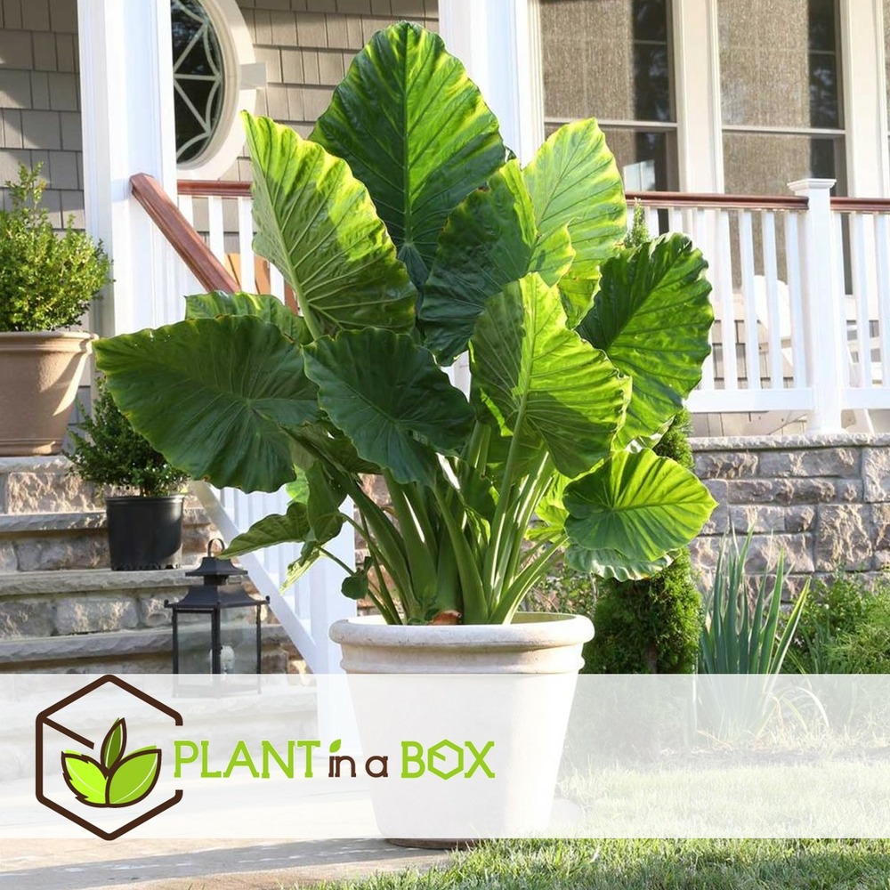 Alocasia macrorrhiza - set de 2 - pot 17cm - hauteur 60-70cm