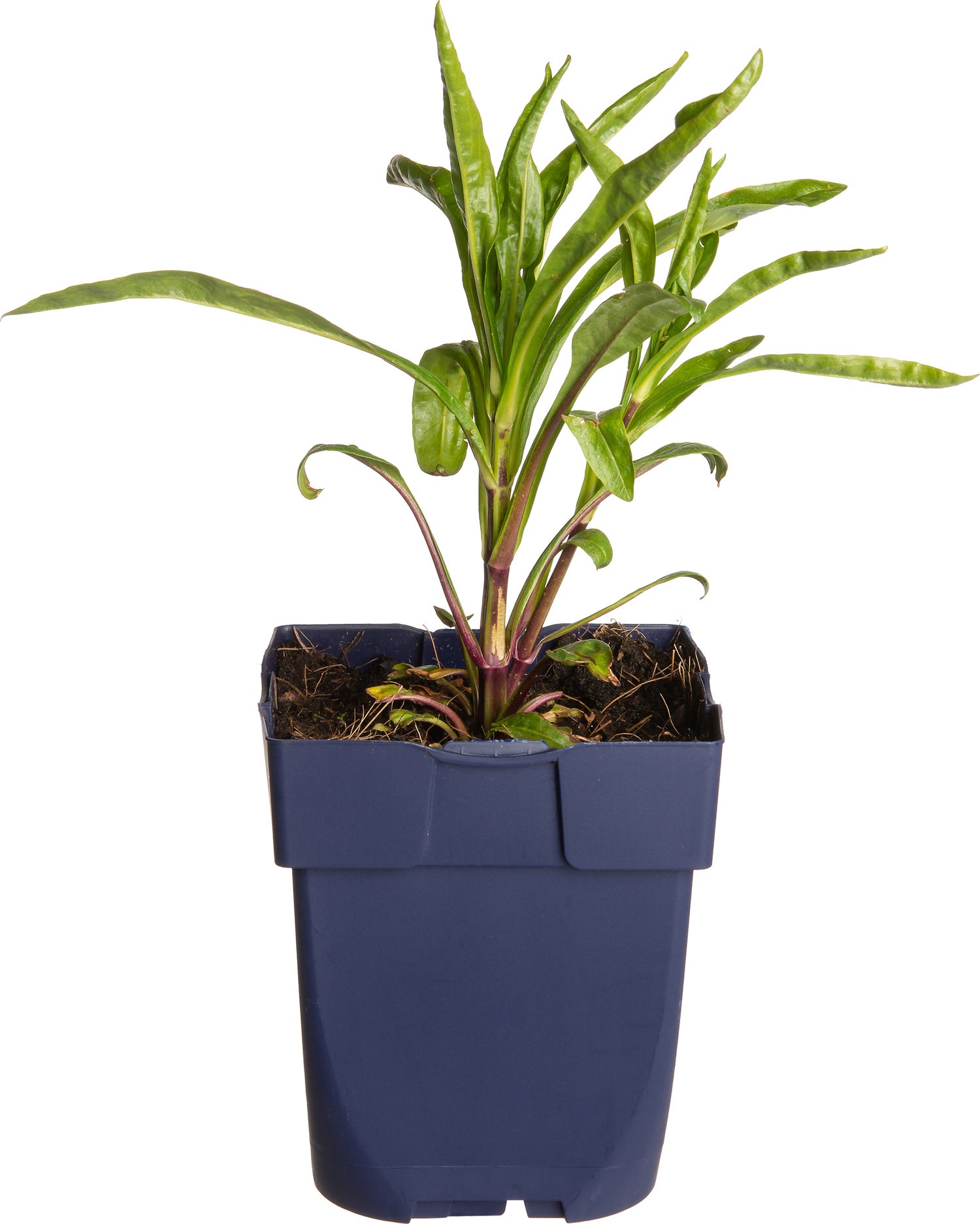 Scharnierplant (Physostegia virginiana 'Bouquet Rose') D 11 H 80 cm