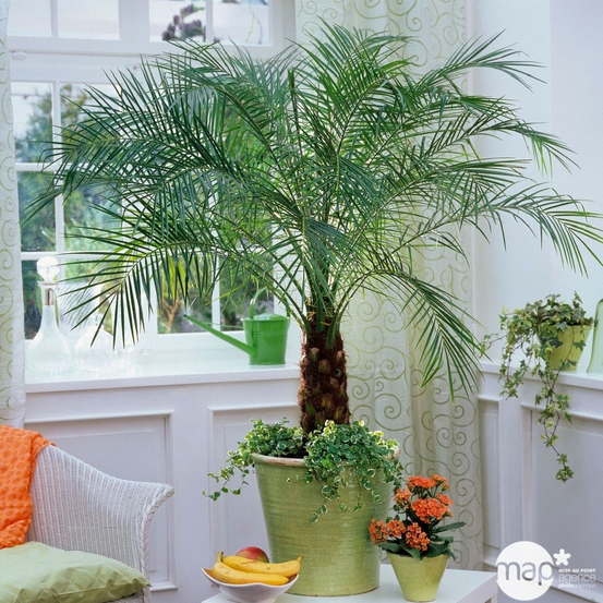 Faux dattier : H.120cm pot