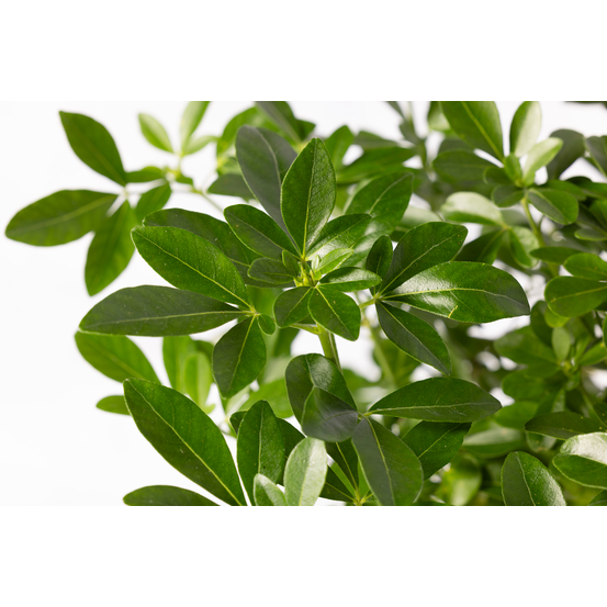 Choisya ternata: C 5L