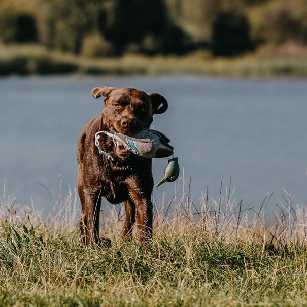 HP&G Training Tool Mallard<br>Til trening av hund!