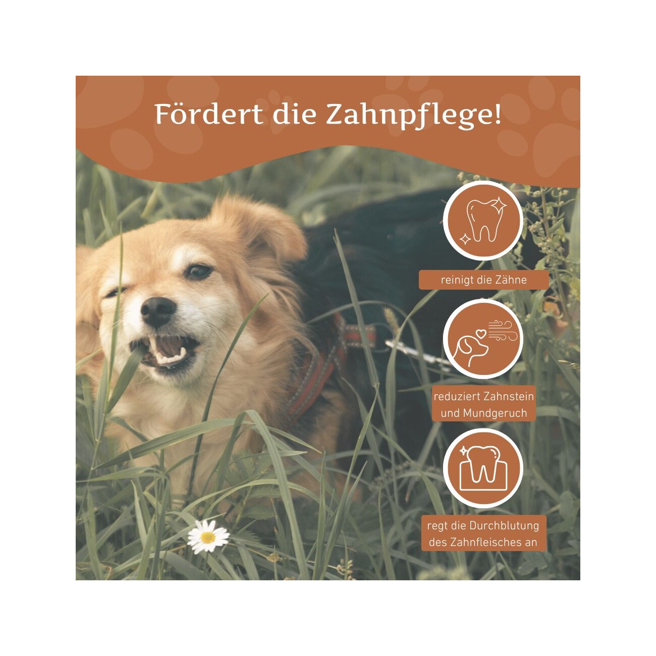 Wildfang ® Kaffeeholz Kaustab 1 XXS