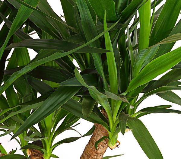 Yucca-Palme - Yucca elephantipes, verzweigt