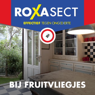 Roxasect Fruitvliegjes 1ST