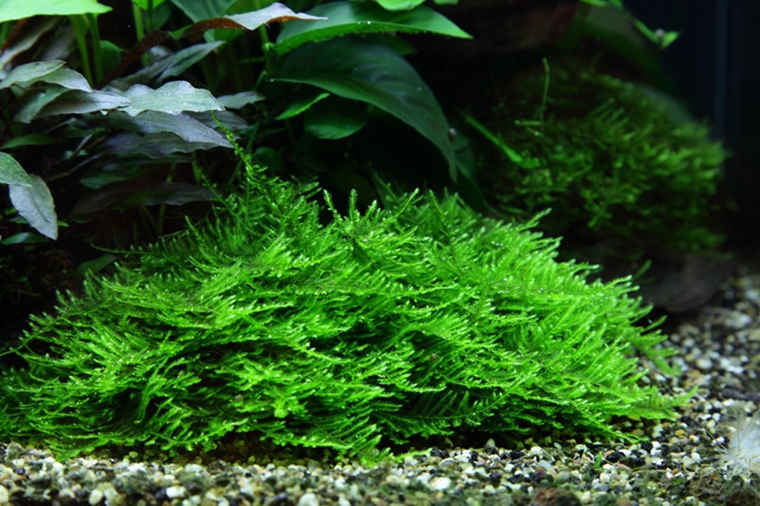 Waterplant Taxiphyllum sp. Spiky Moss