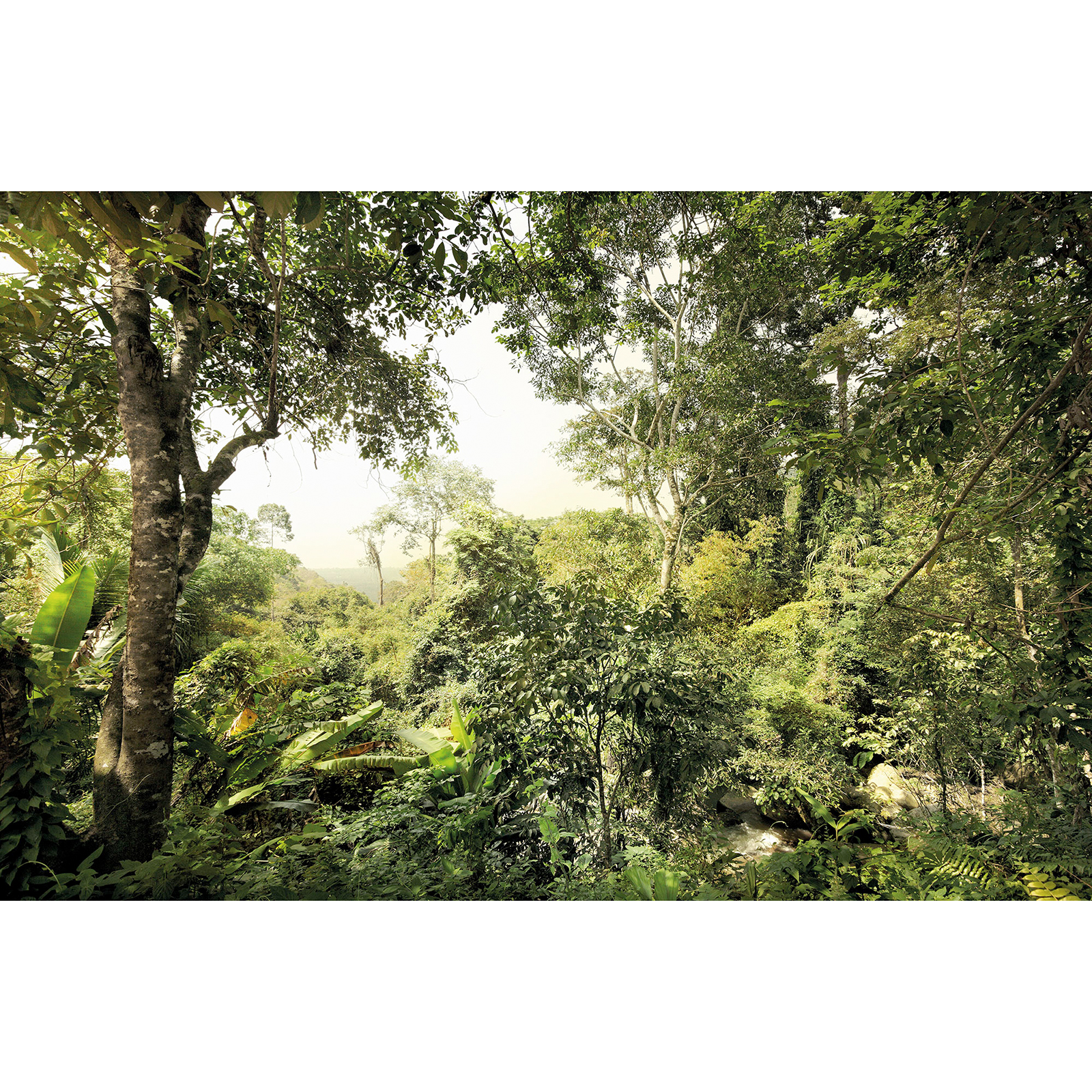 Vlies-Fototapete DSCHUNGEL - grün - 400x260 cm