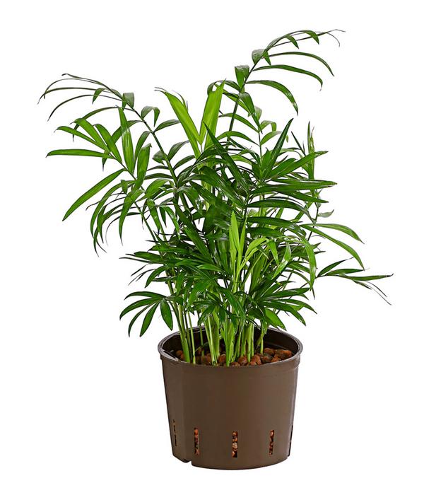 Bergpalme - Chamaedorea elegans, Hydrokultur