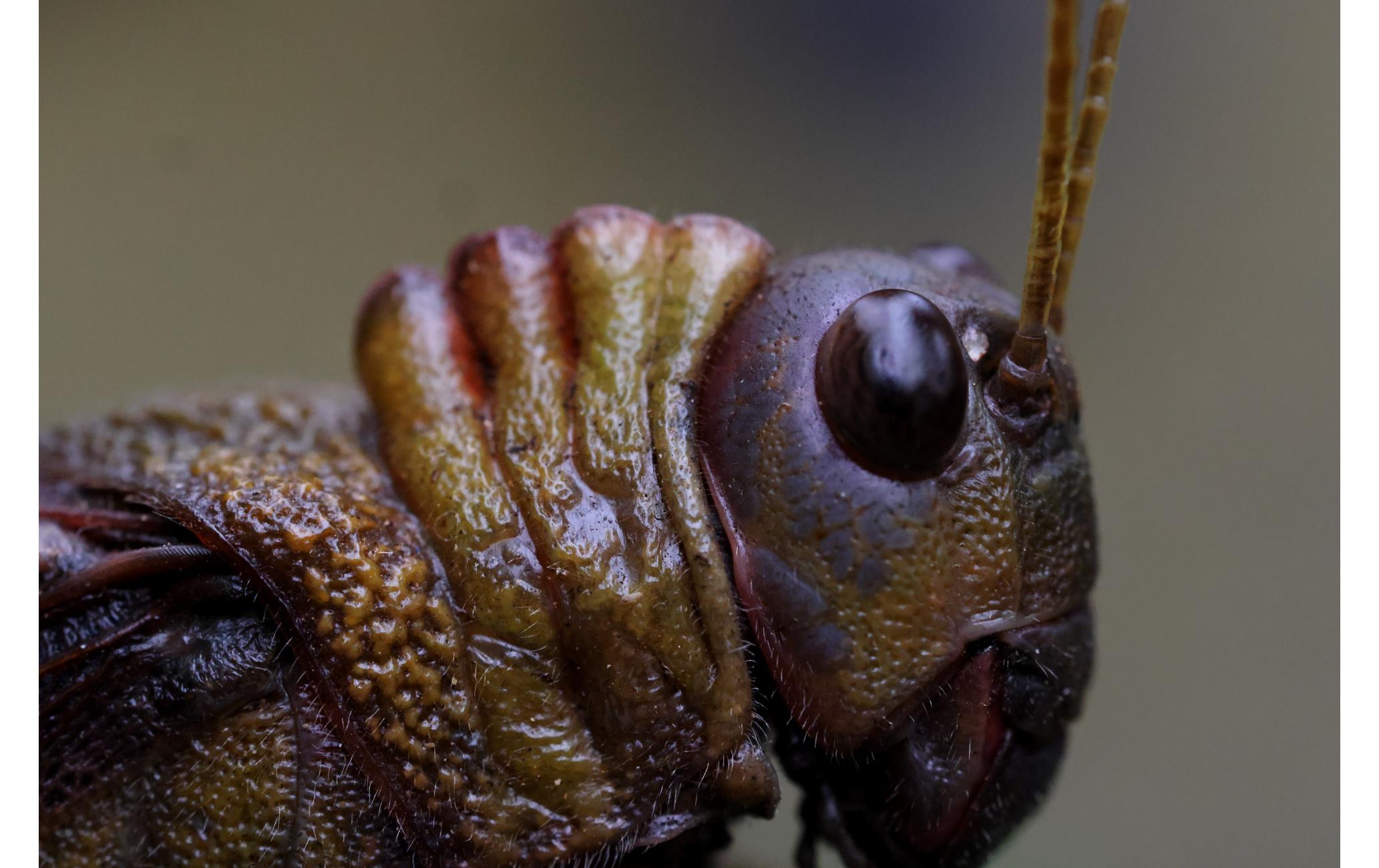 Festbrennweite RF 100mm F/2.8 L Macro IS USM – Canon RF<br>Makroobjektiv mit einer unglaublichen 1.4-fachen Vergrösserung