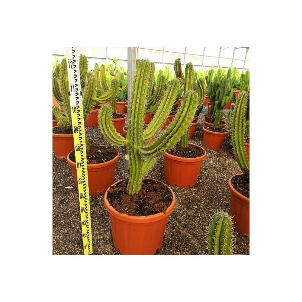 Polaskia chula taille pot de 25l - 80/100cm
