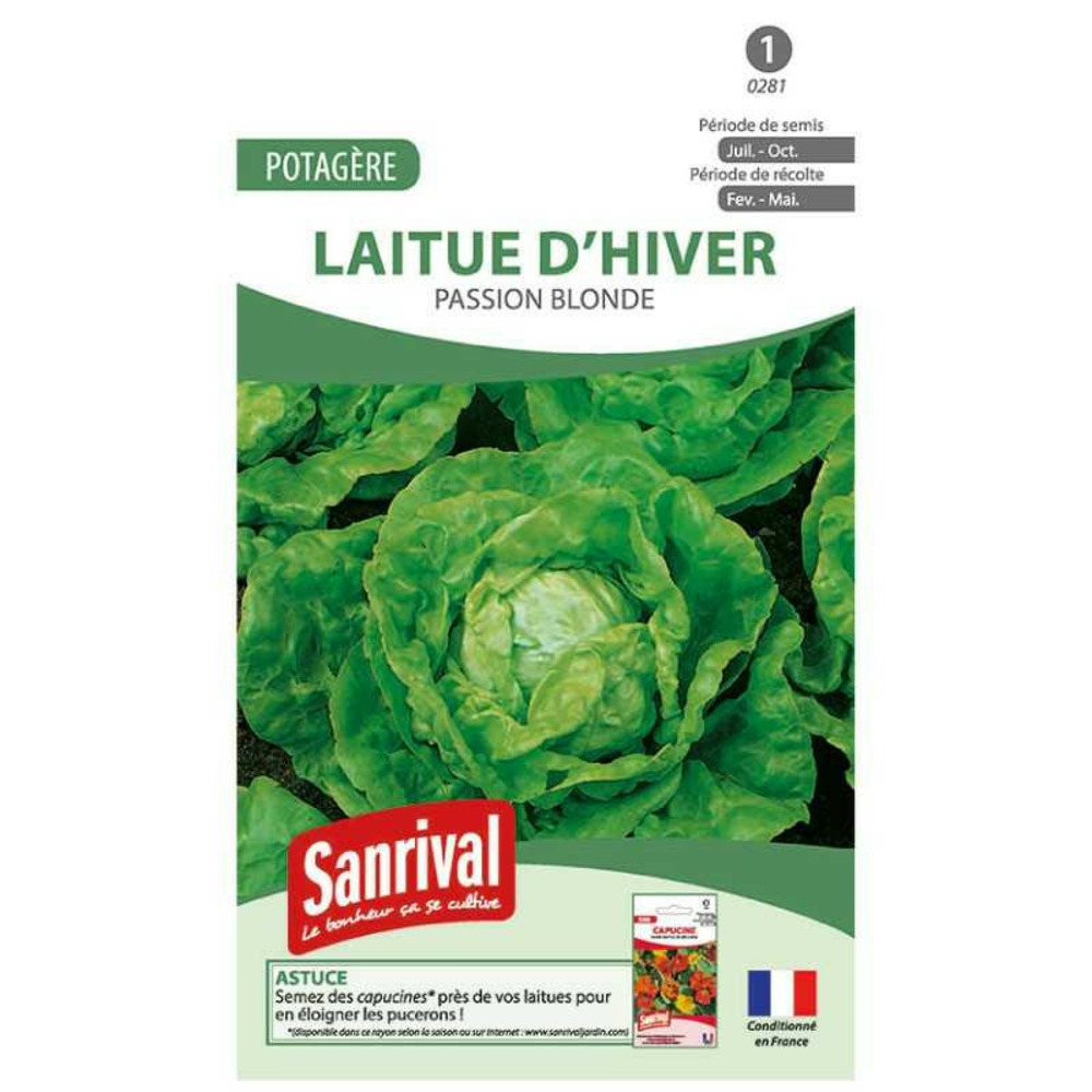Graines laitue passion blonde