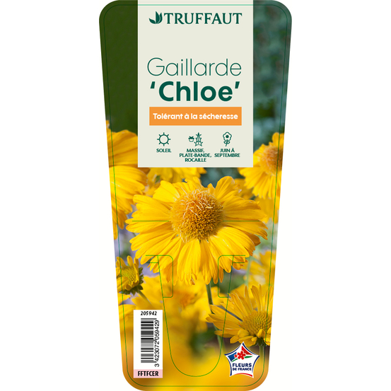 Gaillarde Chloé : godet vert