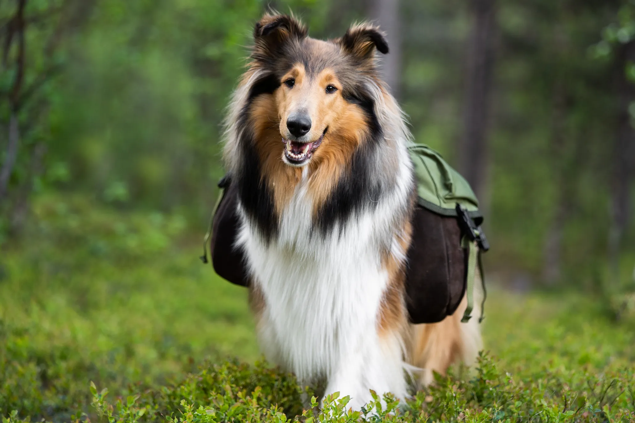 Seleverkstedet Togo hundekløv Grønn/brun S