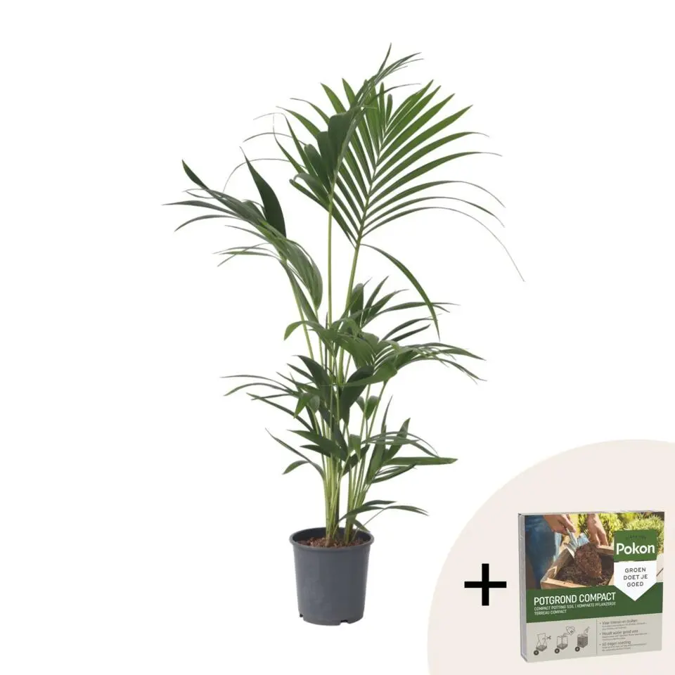Kentiapalm - Howea forsteriana - Hoogte 90-100cm - ⌀18cm