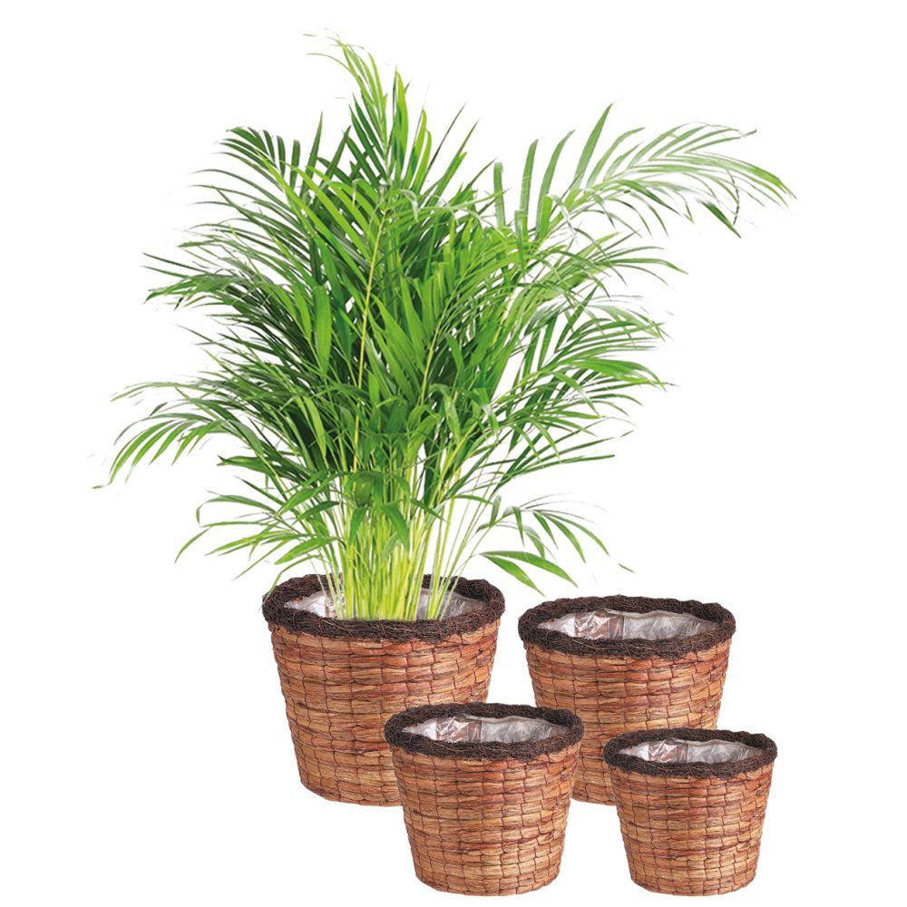 Cache-pots ronds en jacinthe (lot de 4)