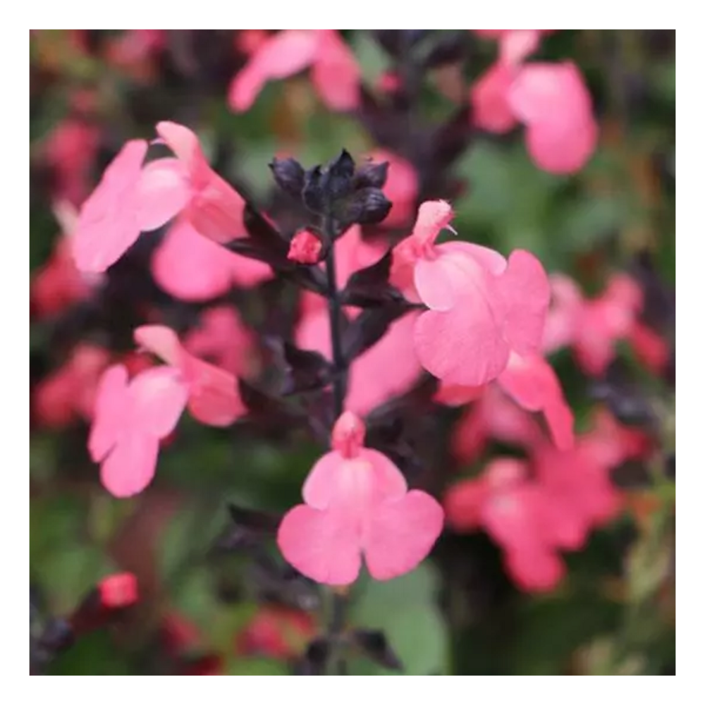 Sauge d'automne mirage™ salmon/salvia greggii mirage™ salmon[-]pot de 3l - 20/40 cm