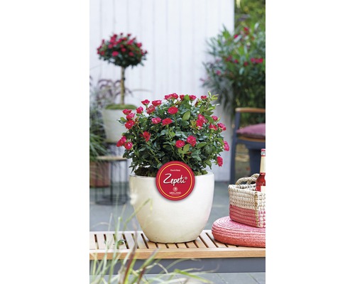Roos 'Zepeti' ® H 30-40 cm Co 6 L