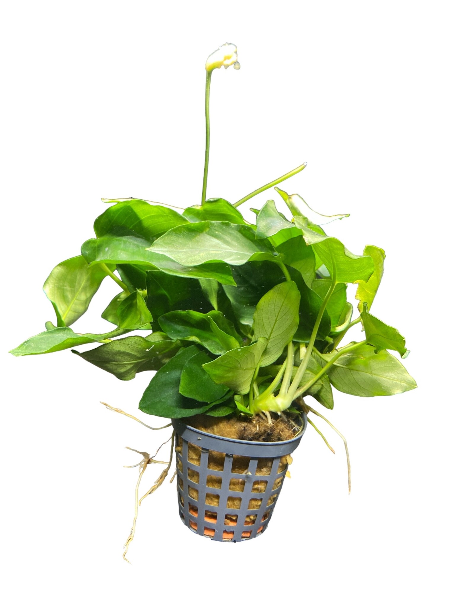 Waterplant Anubias Nana diepgroene donker kleur