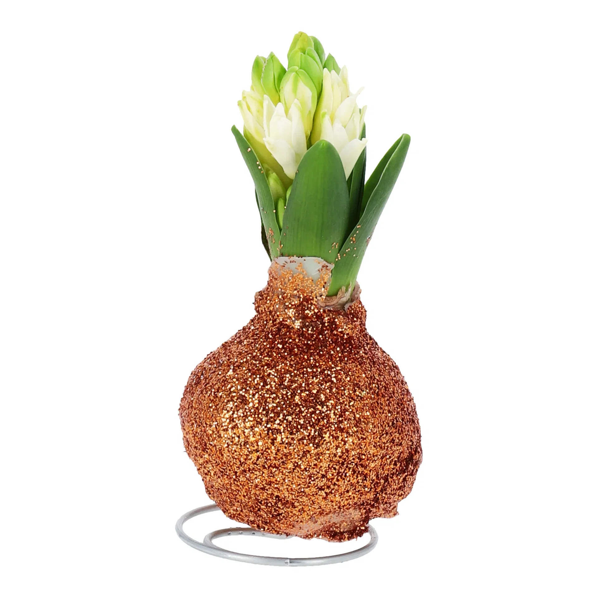 Hyacinthus orientalis Vokset svibel Omkrets 17 cm