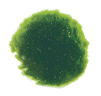 AquastoreXL Waterplant Mosbol Chladoflora XXL 7-9cm Bulkpartij 25 stuk