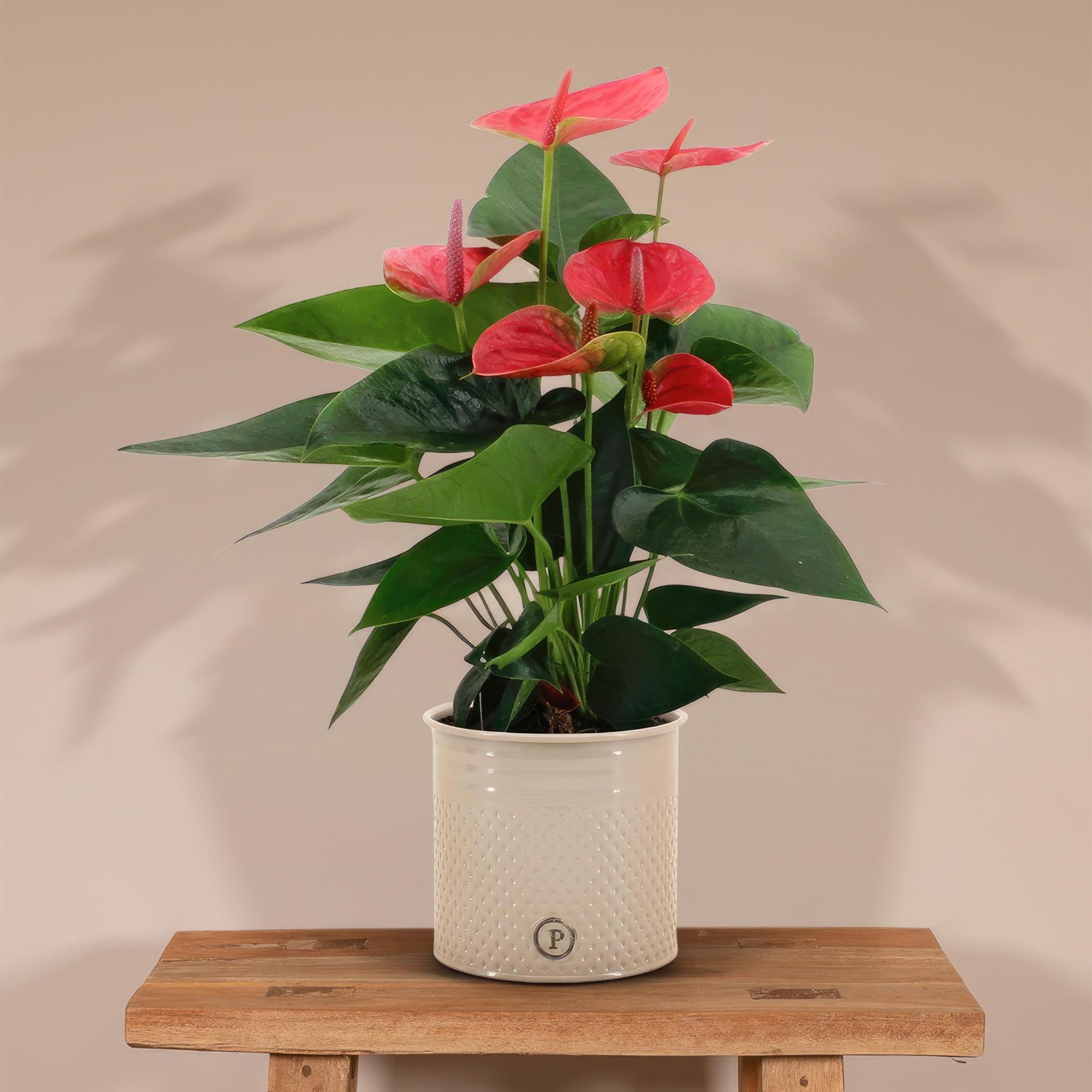 Plante d'intérieur - anthurium rouge et son pot crème 45cm