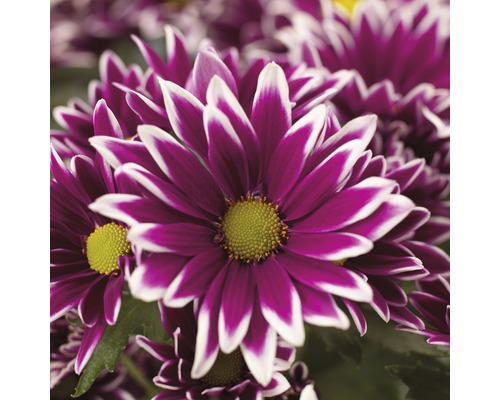 Chrysanthemum FloraSelf Chrysanthemum indicum 'Ciao' Ø 12 cm pot