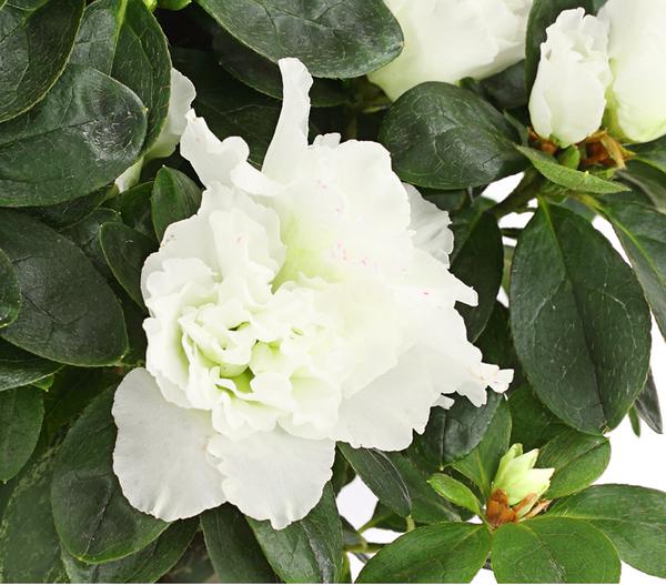 Zimmerazalee - Rhododendron simsii