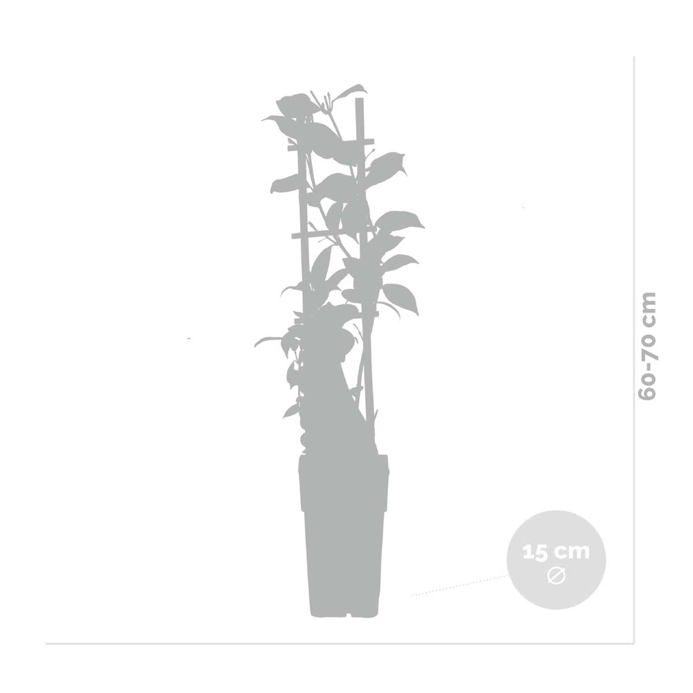 Trachelospermum 'star of ibiza' – jasmin rose de toscane – plante grimpante - ⌀15 cm - ↕60-70 cm