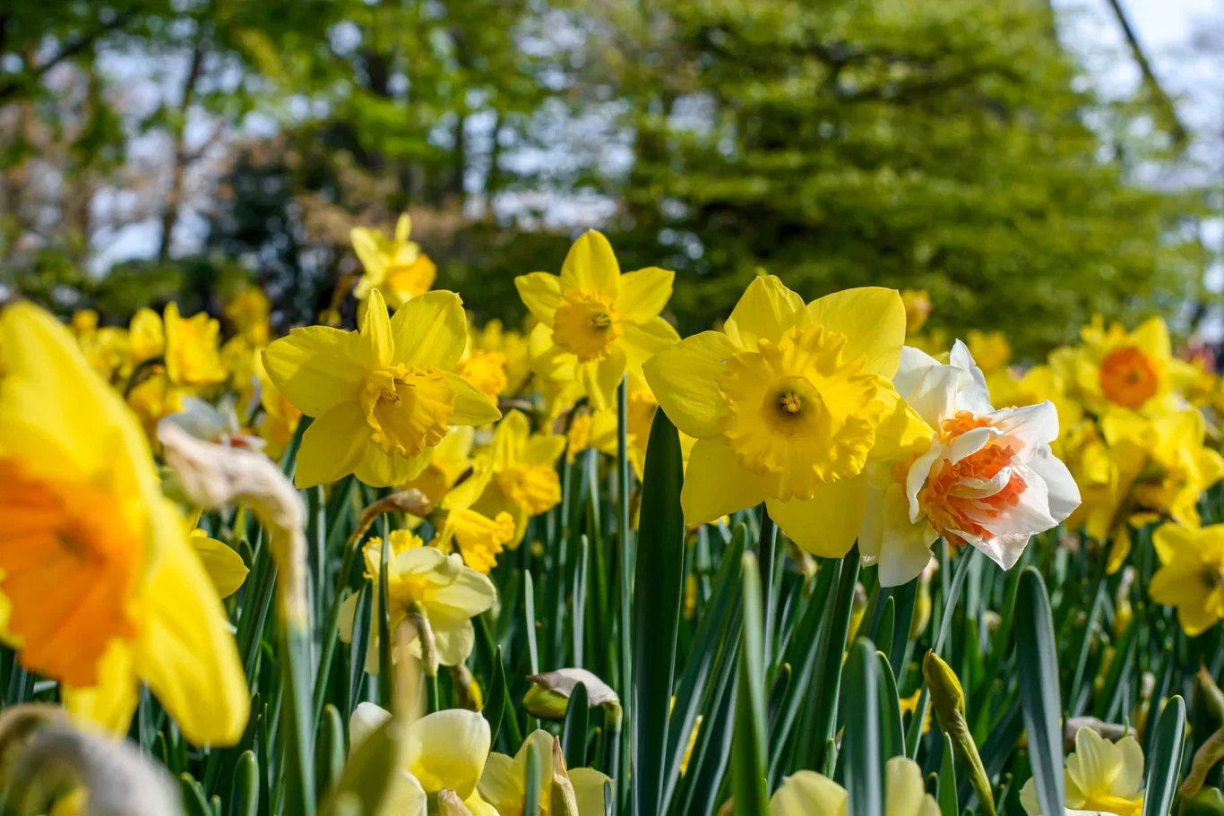 Narcissus Påskelilje dobbel miks