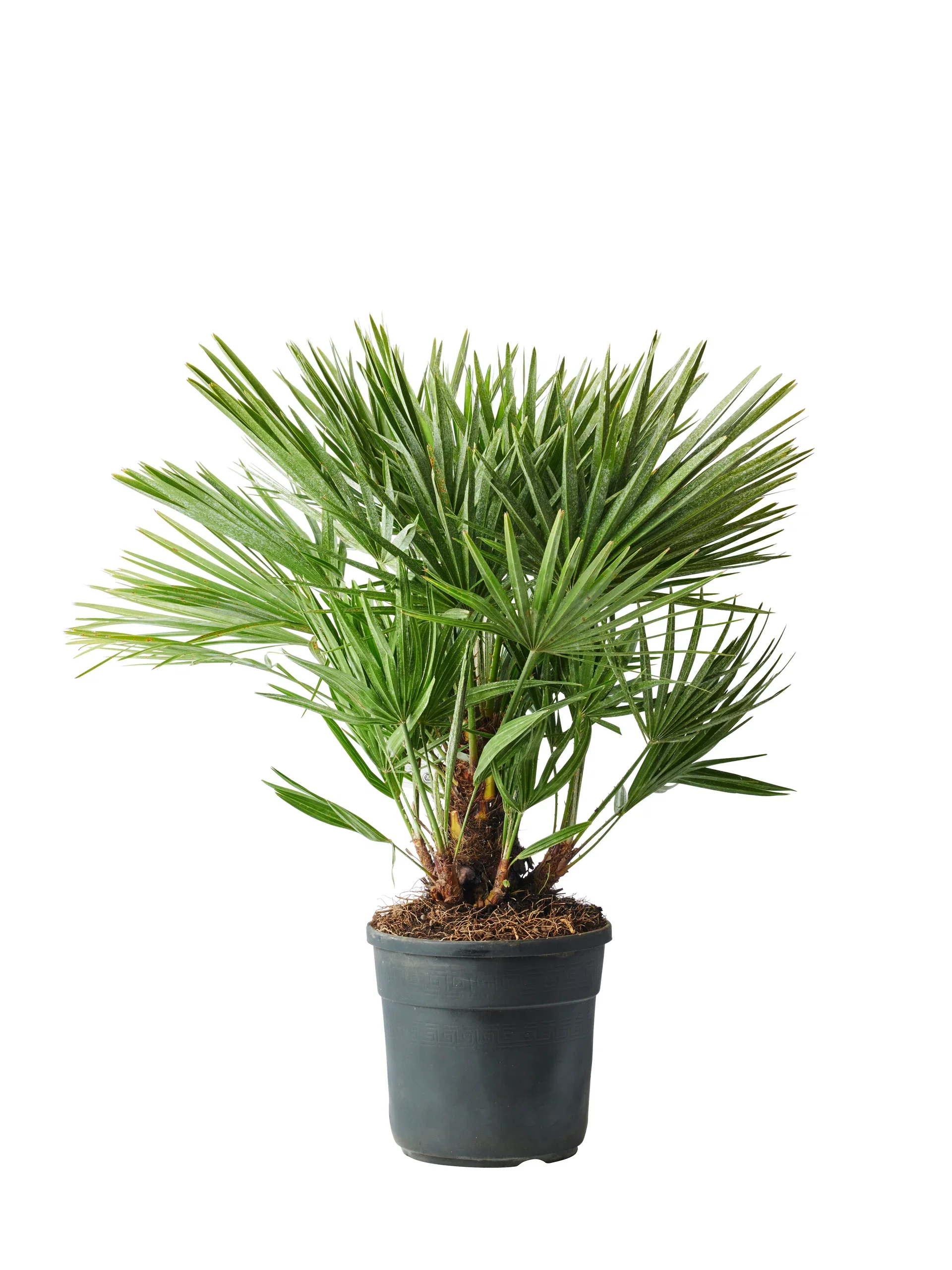 Chamaerops humilis Dvergpalme Ø27 cm