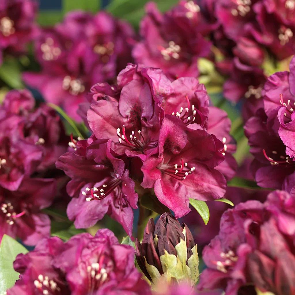 Rhododendron (Ponticum-Group) 'Polarnacht' Rododendron 'Polarnacht' Ø23 cm