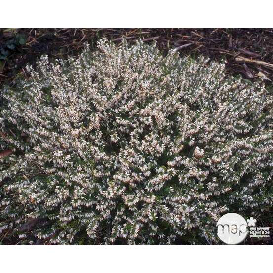 Erica x darleyensis 'White Glow' : ctr 1L