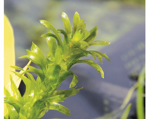Dichtbladige waterpest - Egeria densa Special