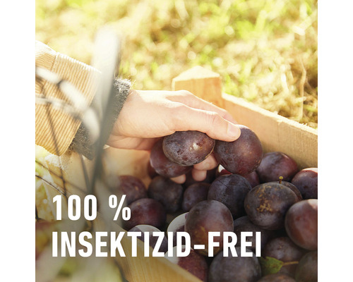 COMPO BIO Pruimenmottenlokstof, geschikt voor de COMPO Universele Trechterval, 3 stuks. Insecticidevrij.