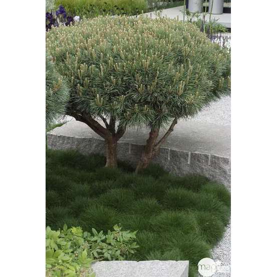Pinus sylvestris Watereri, H : 30/40 cm, ctr 4L