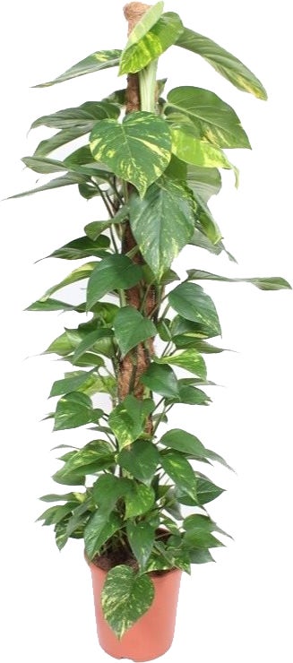 Drakenklimop met mosstok (Epipremnum pinnatum 'Aureum') D 27 H 150 cm