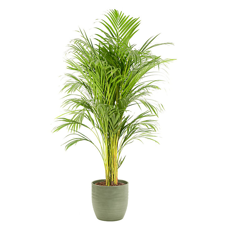 Areca dypsis 21cm avec cache pot rayures vertes