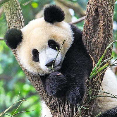 Ravensburger Puslespill Panda, Lion and Tiger 3x49 Brikker