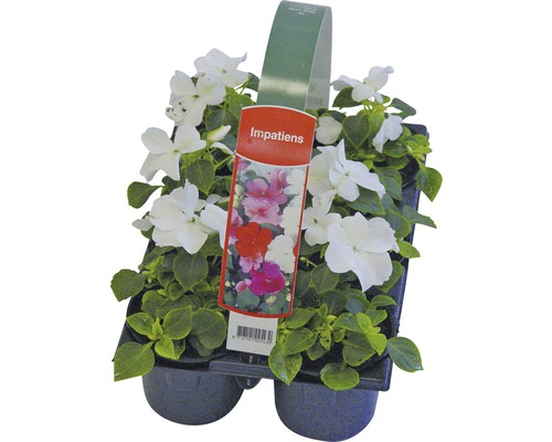 Bloeiende perk- en balkonplanten, 6-pack FloraSelf: Portulaca, Tagetes, Lobelia, Impatiens, Begonia, Alyssum