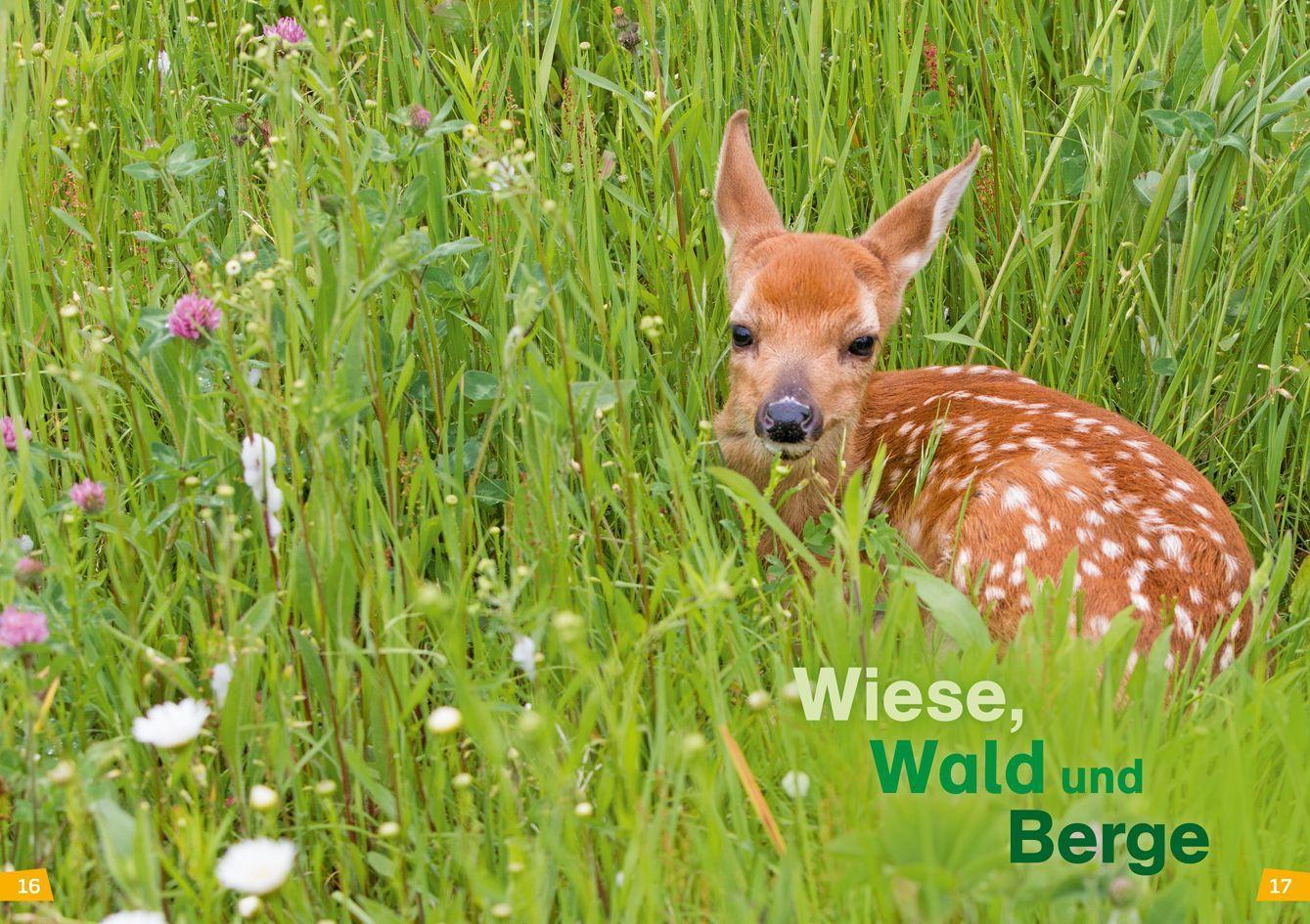 Natur entdecken und schützen / WAS IST WAS Erstes Lesen Bd.4