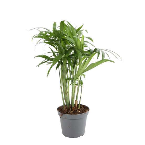 Plantes vertes : pot d.6cm - Variétés variables