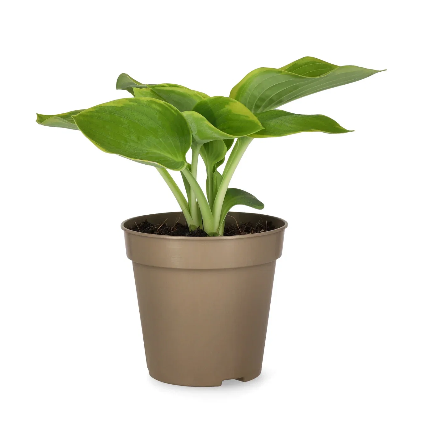 Hosta sieboldiana 'Frances Williams' Bladlilje 'Frances Williams' Ø13 cm