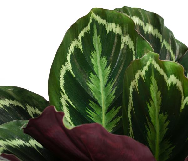 Korbmarante - Calathea roseopicta 'Medaillon'