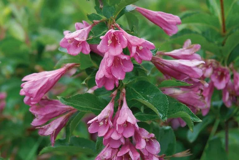 Weigela florida 'Korea' Roseklokkebusk 'Korea' Ø22 cm