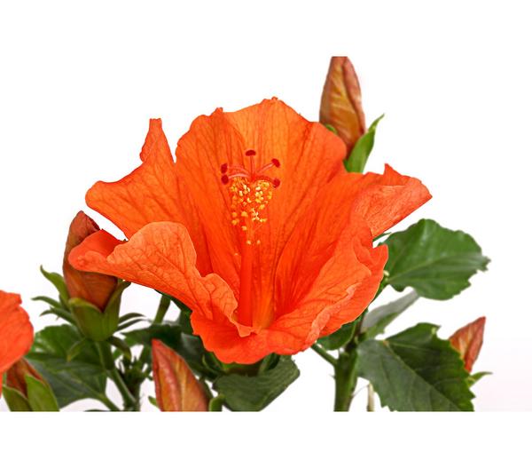 Zimmerhibiskus - Hibiscus rosa-sinensis,