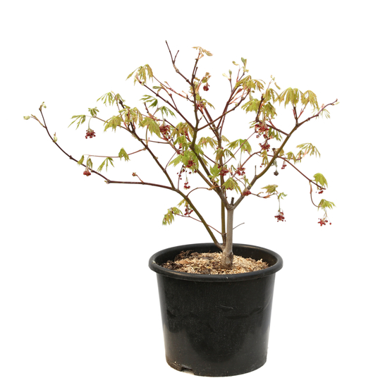 Acer japonicum 'Aconitifolium' : C15L h.80/100cm