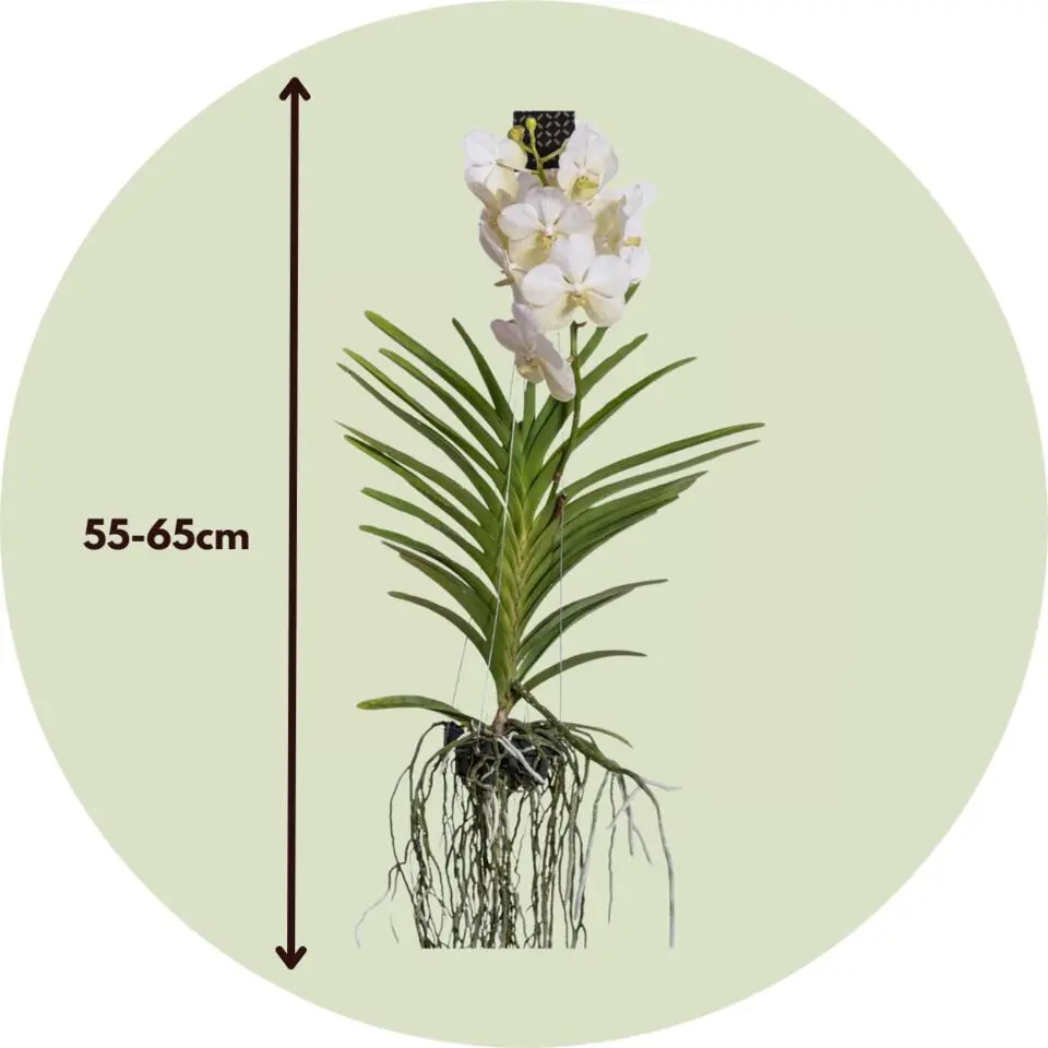 Witte Orchidee L - Vanda 'White' - Hoogte 55-65cm