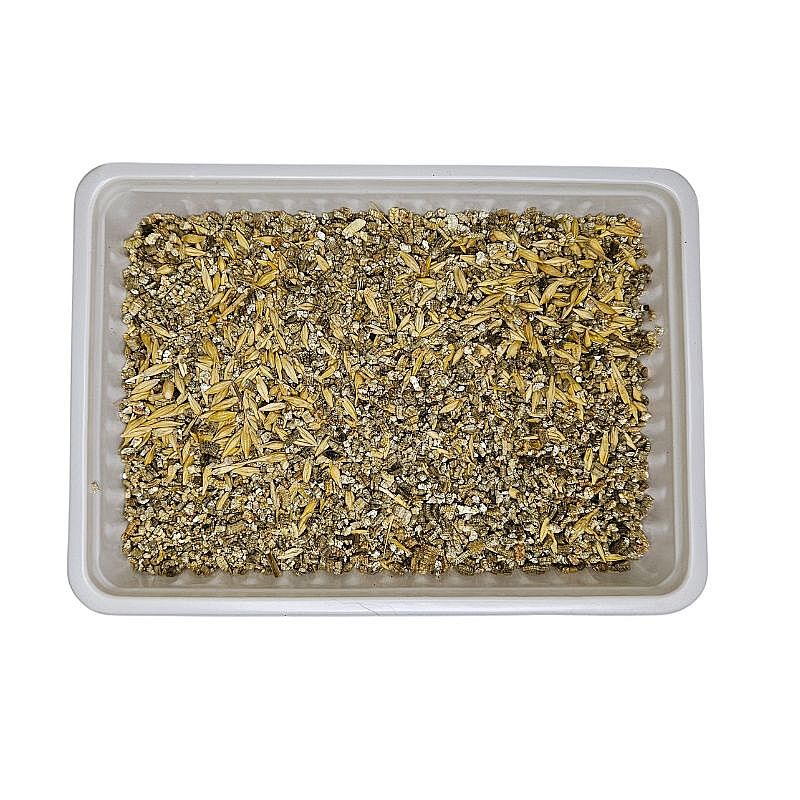 Beeztees Kattengras 130 gram Kat | 15865