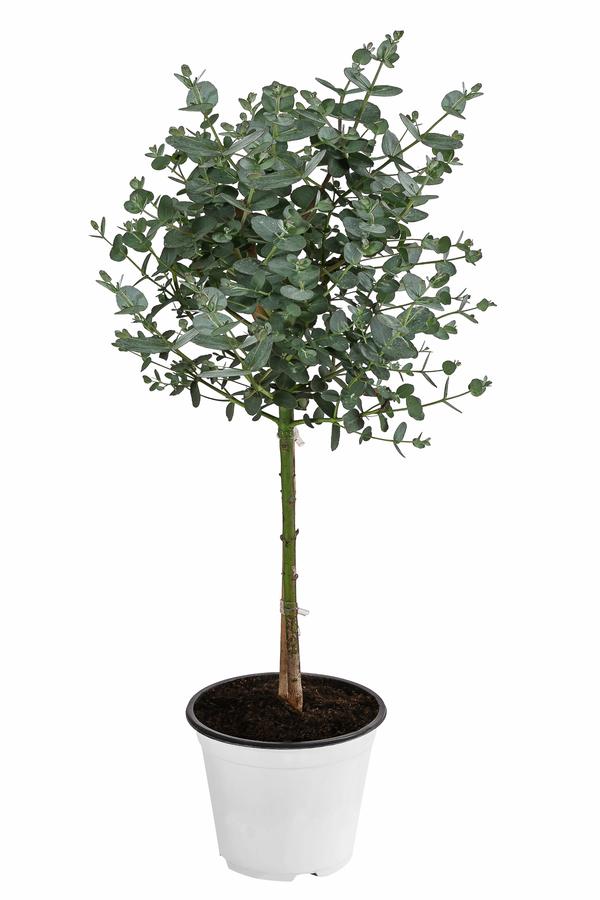 Eukalyptus, Stämmchen